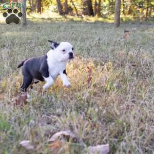 Queenie, Boston Terrier Puppy